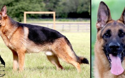 Epic Canine Extreme SOLD