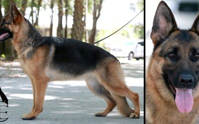 Maple Canine Extreme