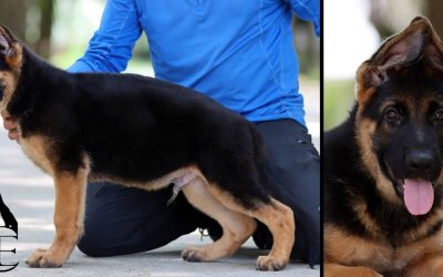 Ford Canine Extreme – SOLD