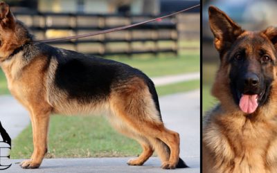 Dior Canine Extreme – SOLD