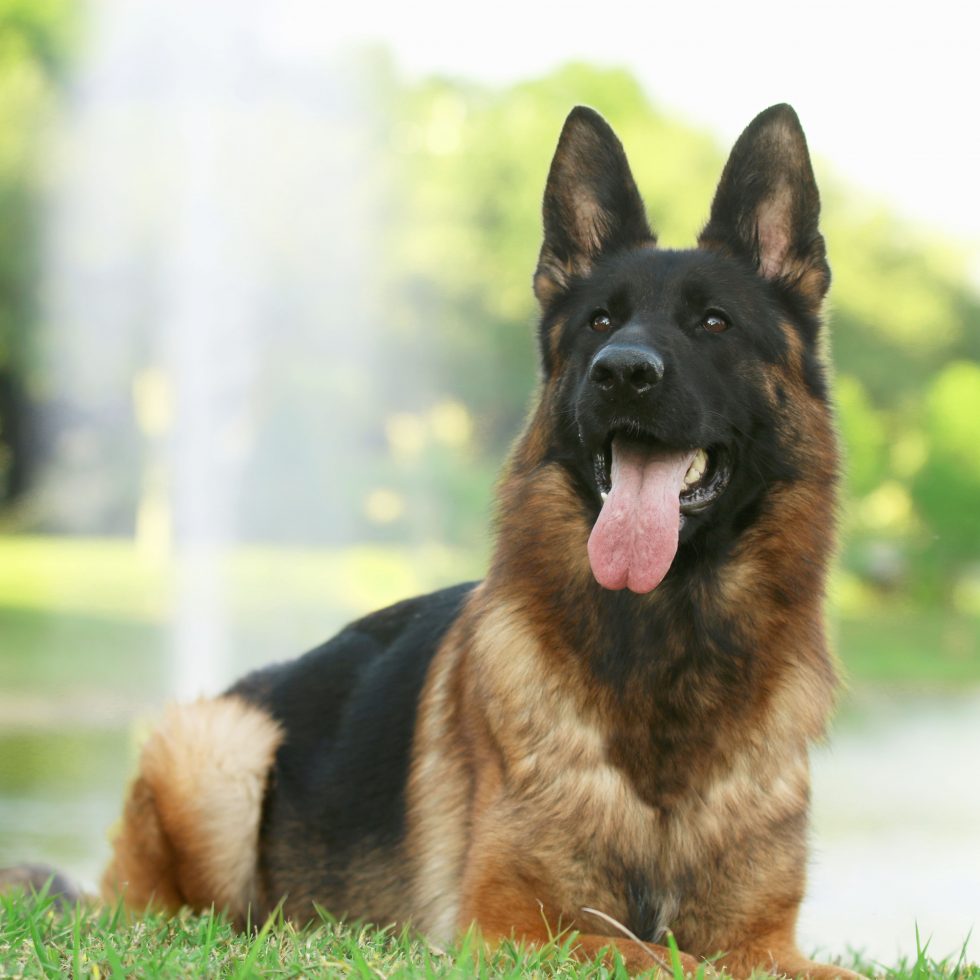 Canine Extreme | German Shepherd Protection Dogs