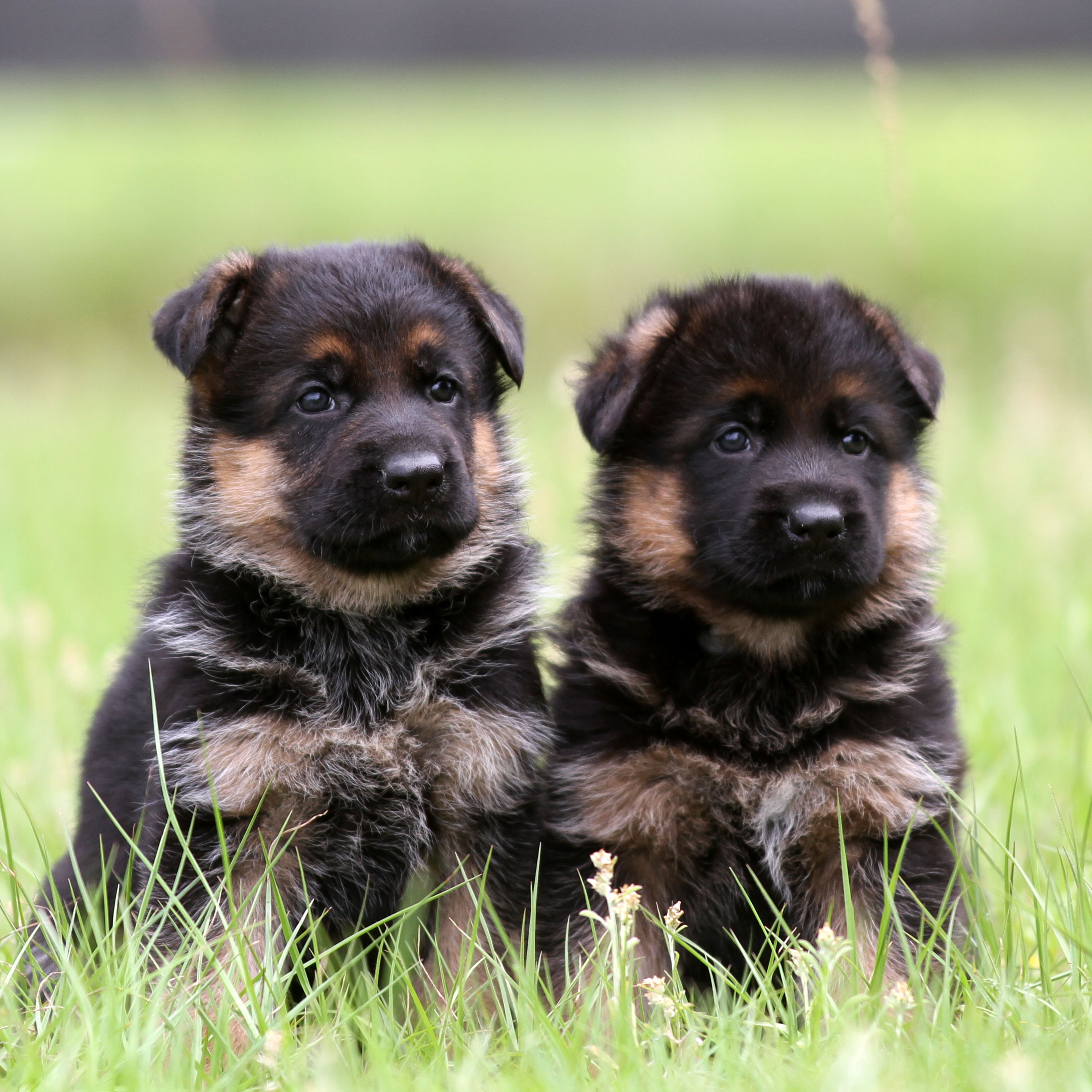 Extreme best sale german shepherds