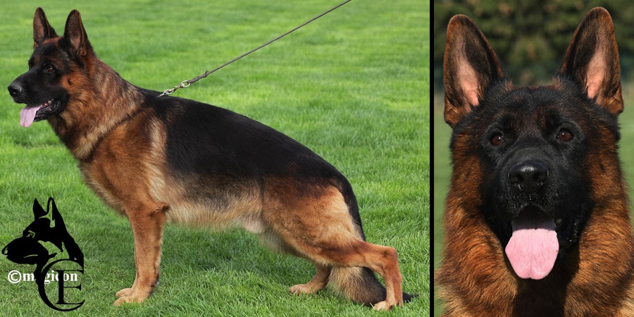 Stud german shepherd for clearance breeding