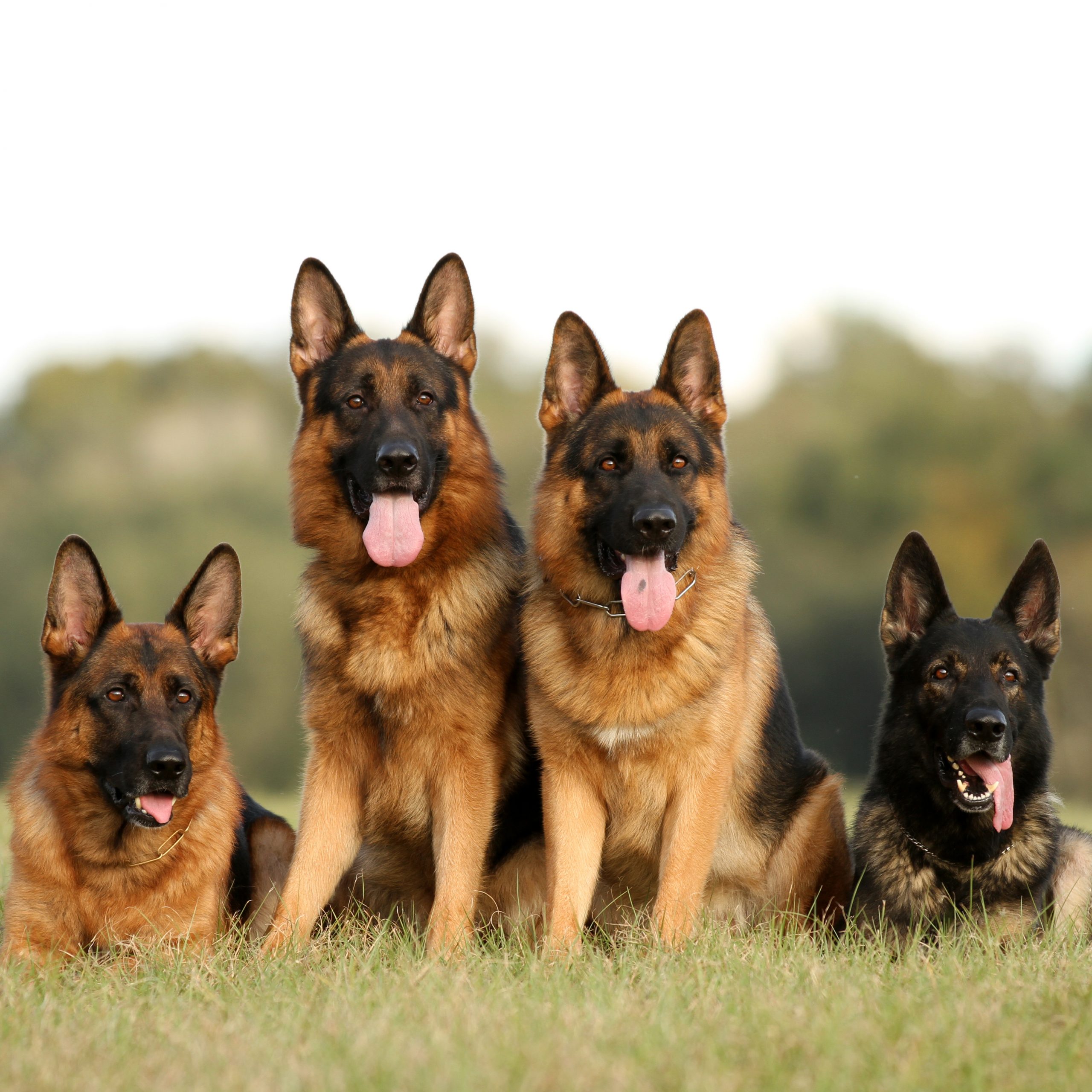 Adult cheap german shepherds