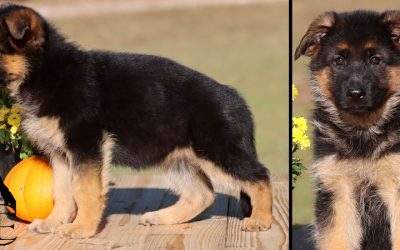 Harper Canine Extreme