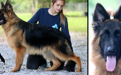 Harrison Canine Extreme