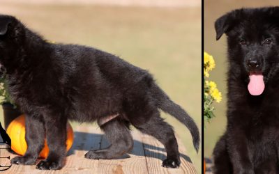Hawkeye Canine Extreme
