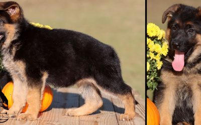 Hydra Canine Extreme