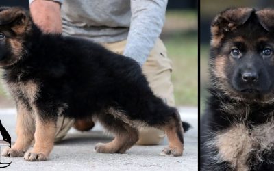 Image Canine Extreme