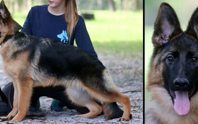 Iriana Canine Extreme