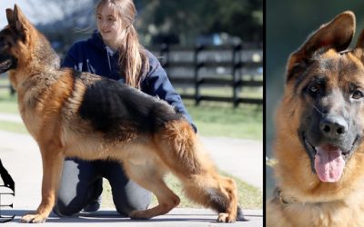 Decoy Canine Extreme