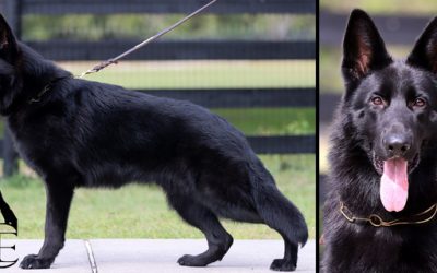 Drifter Canine Extreme