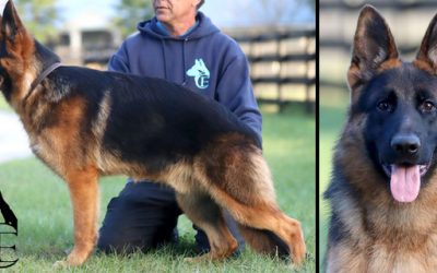 Falcon Canine Extreme – SOLD