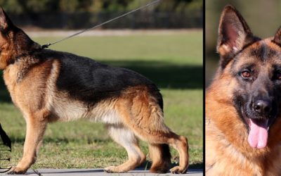 Fuerte Canine Extreme – SOLD