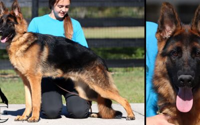 Future Canine Extreme