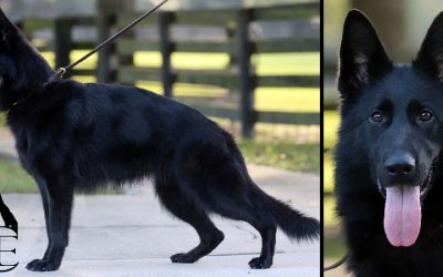 Harriet Canine Extreme