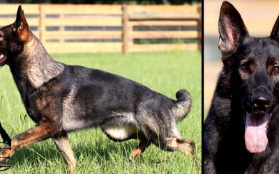 Heidi Canine Extreme
