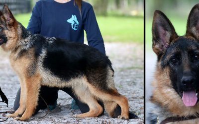 Ireland Canine Extreme