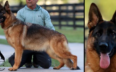 Jynx Canine Extreme