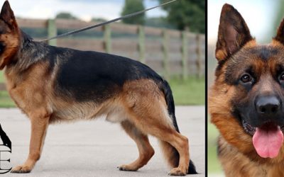 Lennon Canine Extreme – SOLD