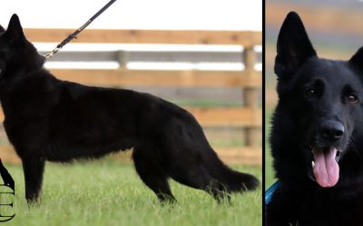 Origin Canine Extreme