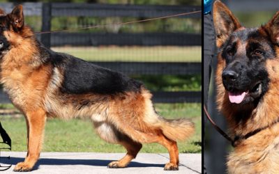 Preacher Canine Extreme