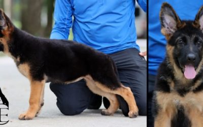 Ferrari Canine Extreme- SOLD