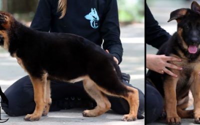 Fendi Canine Extreme- SOLD