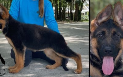 Goldy- Import Puppy- SOLD