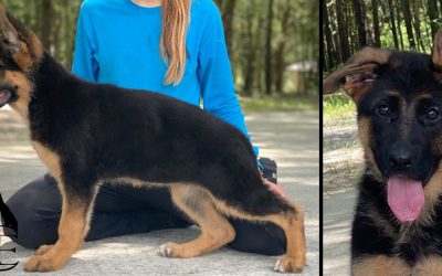 Gayla- Import Puppy- SOLD