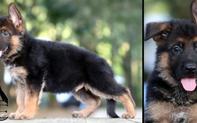 Zazu Canine Extreme