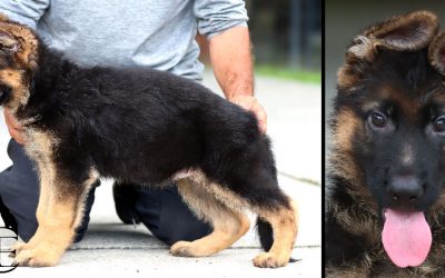 Yale Canine Extreme