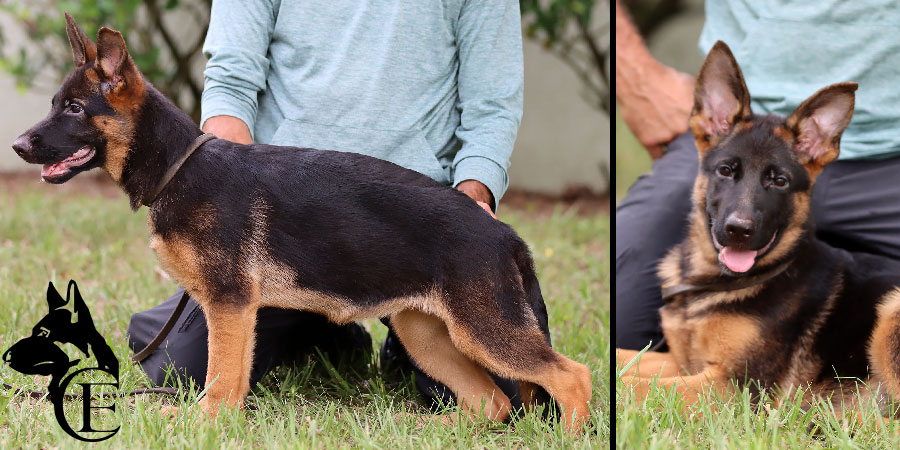 Yona Canine Extreme - German Shepherd Puppy For Sale