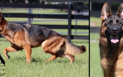 Yuri Canine Extreme