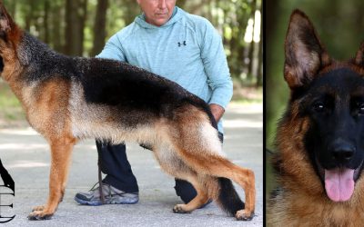 Yara Canine Extreme
