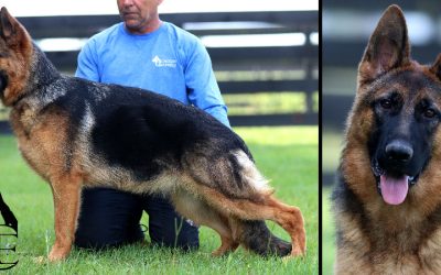 Willow Canine Extreme – SOLD