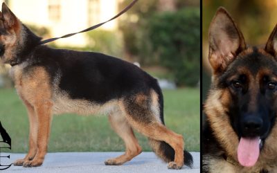 Villy Canine Extreme