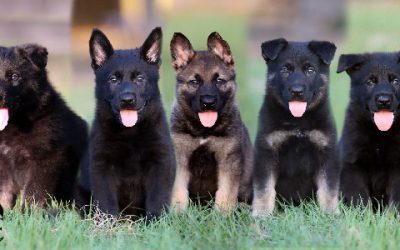 A’ Canine Extreme