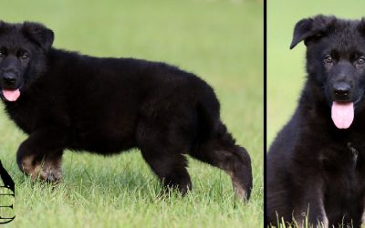 Ammo Canine Extreme – SOLD