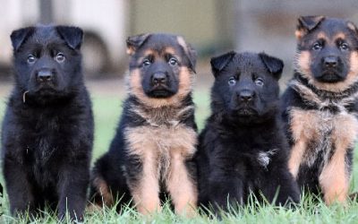 B’ Canine Extreme