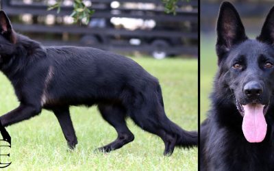 Bel-Air Canine Extreme – SOLD