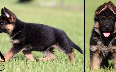 Chase Canine Extreme – SOLD