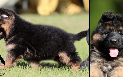 Chewy Canine Extreme – SOLD