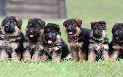 C’ Canine Extreme