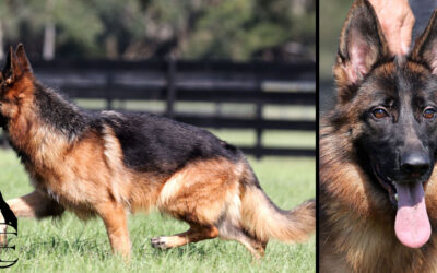 Dasia Canine Extreme – SOLD