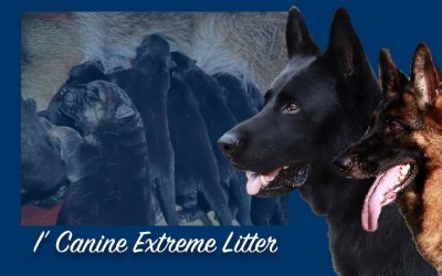 I’ Canine Extreme Litter – SOLD