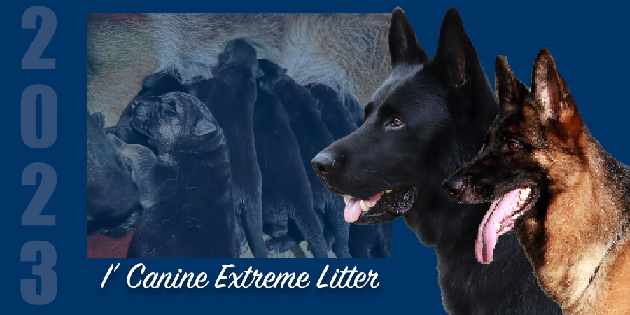 I’ Canine Extreme Litter – SOLD