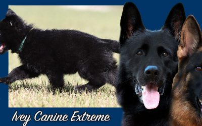 Ivey Canine Extreme – SOLD