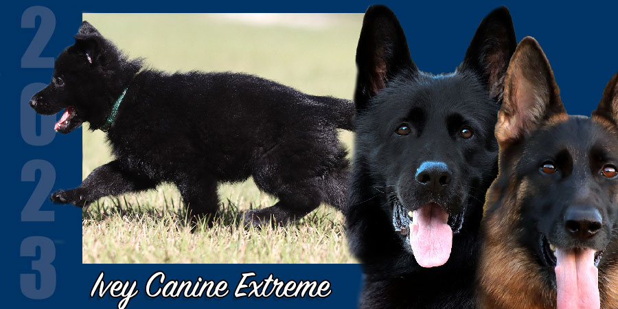 Ivey Canine Extreme – SOLD