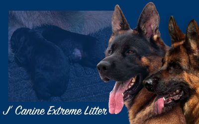 J’ Canine Extreme Litter – SOLD